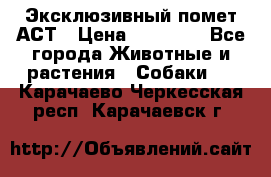 Эксклюзивный помет АСТ › Цена ­ 30 000 - Все города Животные и растения » Собаки   . Карачаево-Черкесская респ.,Карачаевск г.